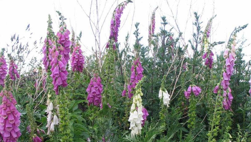 Digitalis